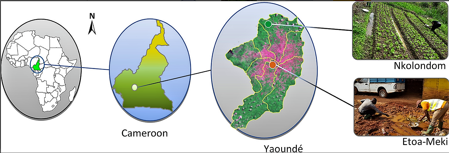 2.Study sites localization in Yaoundé (Cameroon) The urban collection areas Etoa-Meki is in the core of the city and colonized by Anopheles coluzzii (_) while Nkolondom is in the peri-urban area, about