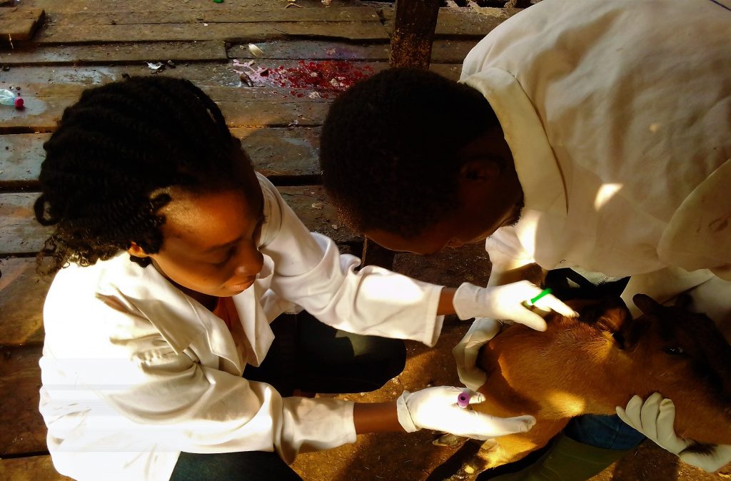 Seroprevalence of Rift Valley fever virus in domestic ruminants of ...