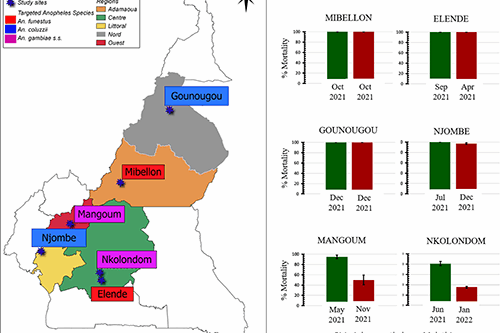 (A) Geographical representation of collection sites in Cameroon. The study sites are represented by stars. The color represents the targeted species. (B) Susceptibility profile using WHO bioassay tube test according to the study sites. Mortality rates were recorded 24 h post-exposure to the discriminating concentration of insecticides. Data are shown as mean ± standard error. Mosquitoes were sampled both pirimiphos-methyl and malathion tests on the same day at Gounougou (December 2021) and Mibellon (October 2021)