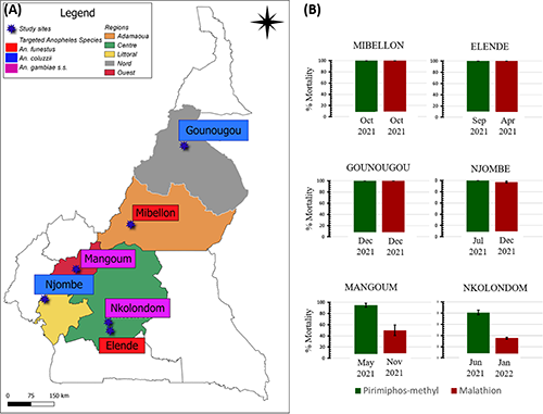 (A) Geographical representation of collection sites in Cameroon. The study sites are represented by stars. The color represents the targeted species. (B) Susceptibility profile using WHO bioassay tube test according to the study sites. Mortality rates were recorded 24 h post-exposure to the discriminating concentration of insecticides. Data are shown as mean ± standard error. Mosquitoes were sampled both pirimiphos-methyl and malathion tests on the same day at Gounougou (December 2021) and Mibellon (October 2021)