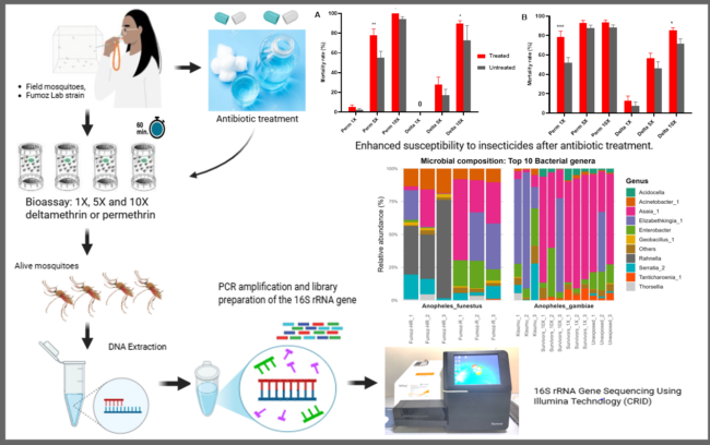 Graphical abstract