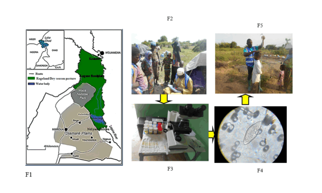 (F1) Map showing the Logone floodplain in green; (F2) Sampling of participants and administration of questionnaire; (F3) urine samples analysis (F4) Egg of schistosome observed and (F5) Evaluation of the height of an infection participant prior to drug administration