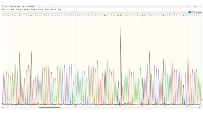 Sequencing chromatograms