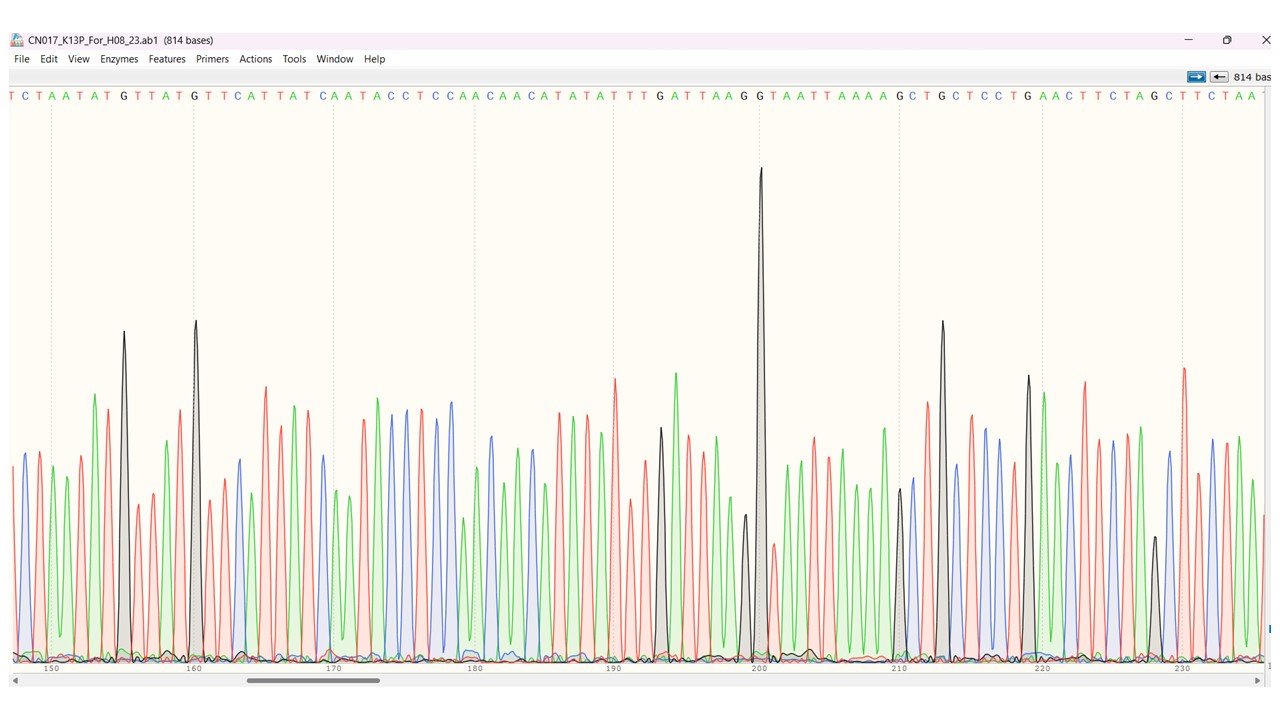 Chromatogram Sequencing chromatograms